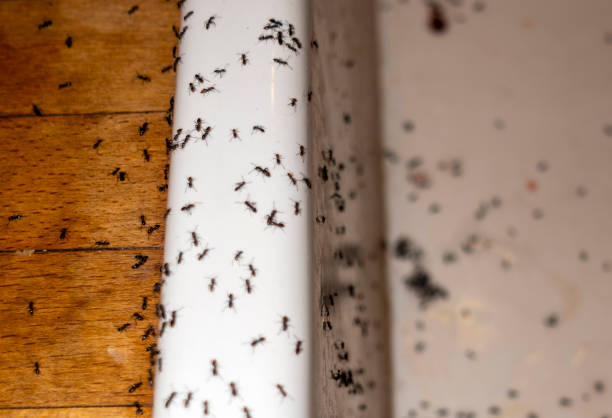 Best Best Pest Control Companies  in Pulaski, VA